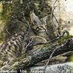 Ansley Hahn Profile Picture