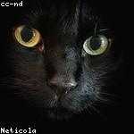 Nathan Leuschke Profile Picture