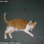 Domenico Fahey Profile Picture