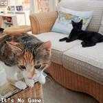 Jett Kertzmann Profile Picture