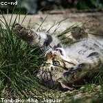 Jaeden Lebsack Profile Picture