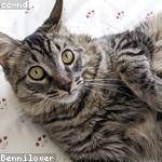 Modesta Romaguera Profile Picture