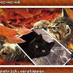 Malvina Nolan Profile Picture