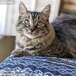 Celestino Daugherty Profile Picture