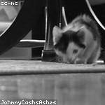 Arvel Huel Profile Picture