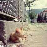 Bridie Lind Profile Picture