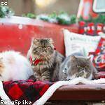 Kacie Hane Profile Picture