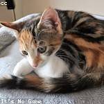 Joy Towne Profile Picture