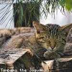 Ladarius Mueller Profile Picture