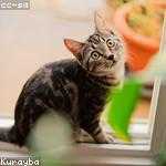 Ivy Breitenberg Profile Picture