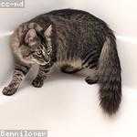 Rogelio Morissette Profile Picture