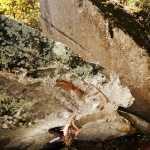 Adriel Bogisich Profile Picture