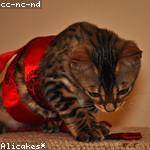 Hailee Robel Profile Picture