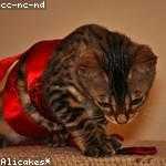 Hailee Robel Profile Picture