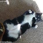 Santa Smith Profile Picture