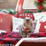 Ceasar Halvorson Profile Picture