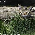 Amiya Skiles Profile Picture