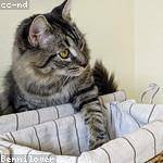 Mervin Douglas Profile Picture