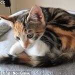 Serenity Erdman Profile Picture